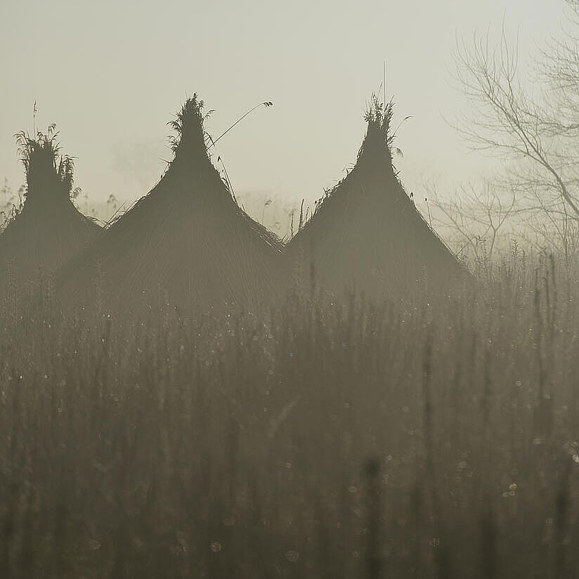 Schilfhütten ragen im dichten Schilf bei leichtem Nebel auf