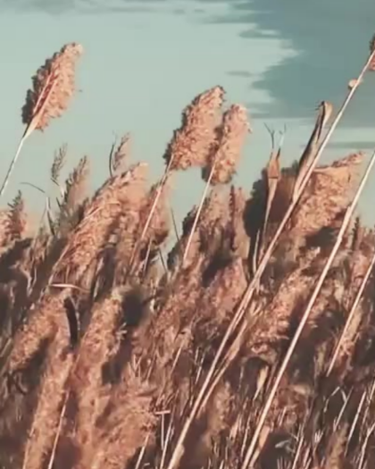 Schilf weht im Wind bei blauem Himmel