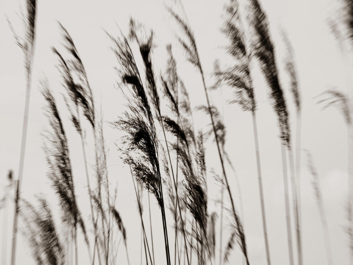 Schilfhalme wiegen sich im Wind vor hellem Himmel.