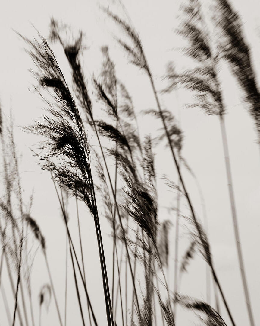 Schilfhalme wiegen sich im Wind vor hellem Himmel.