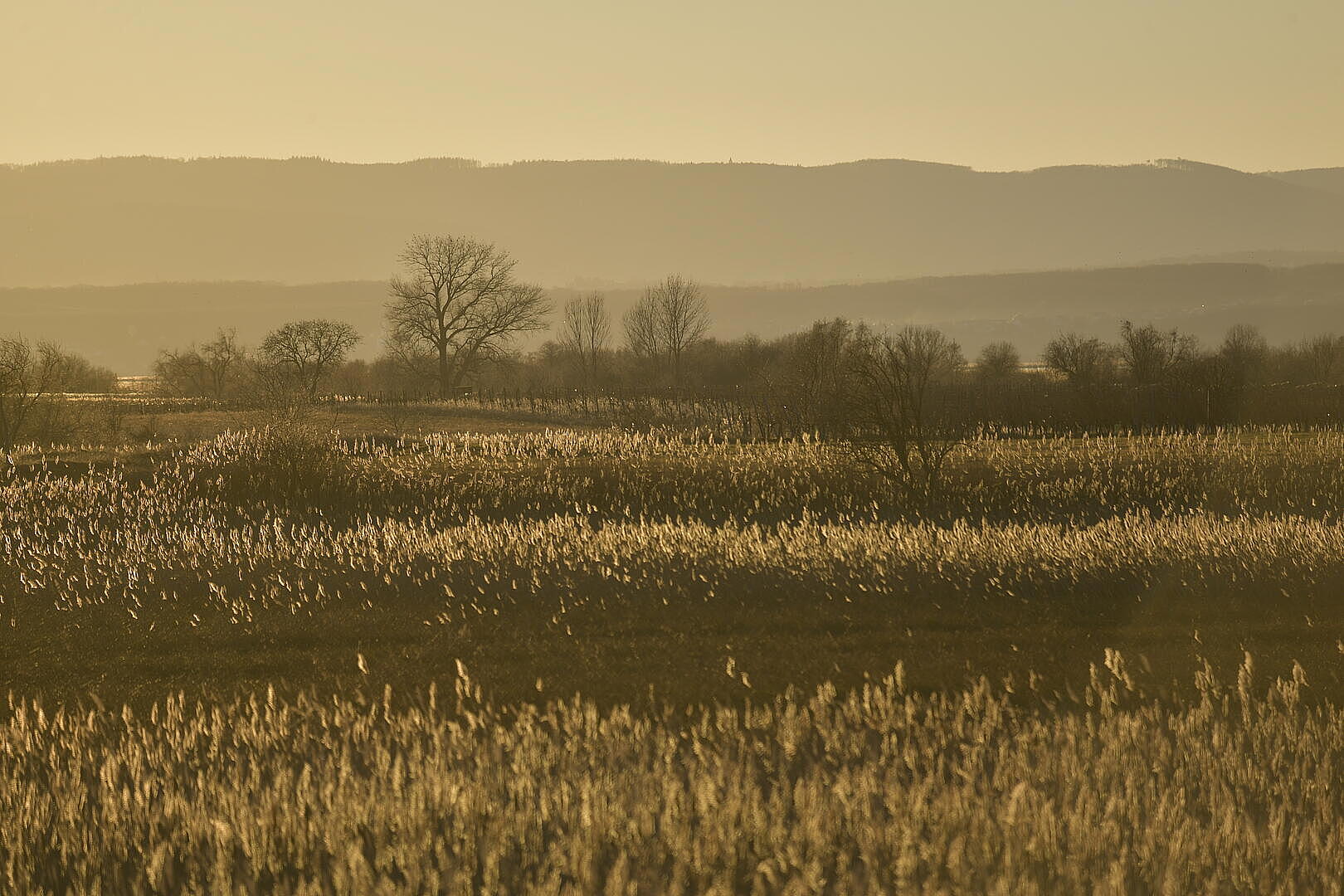 Weite Schilflandschaft mit sanften Hügeln im Hintergrund