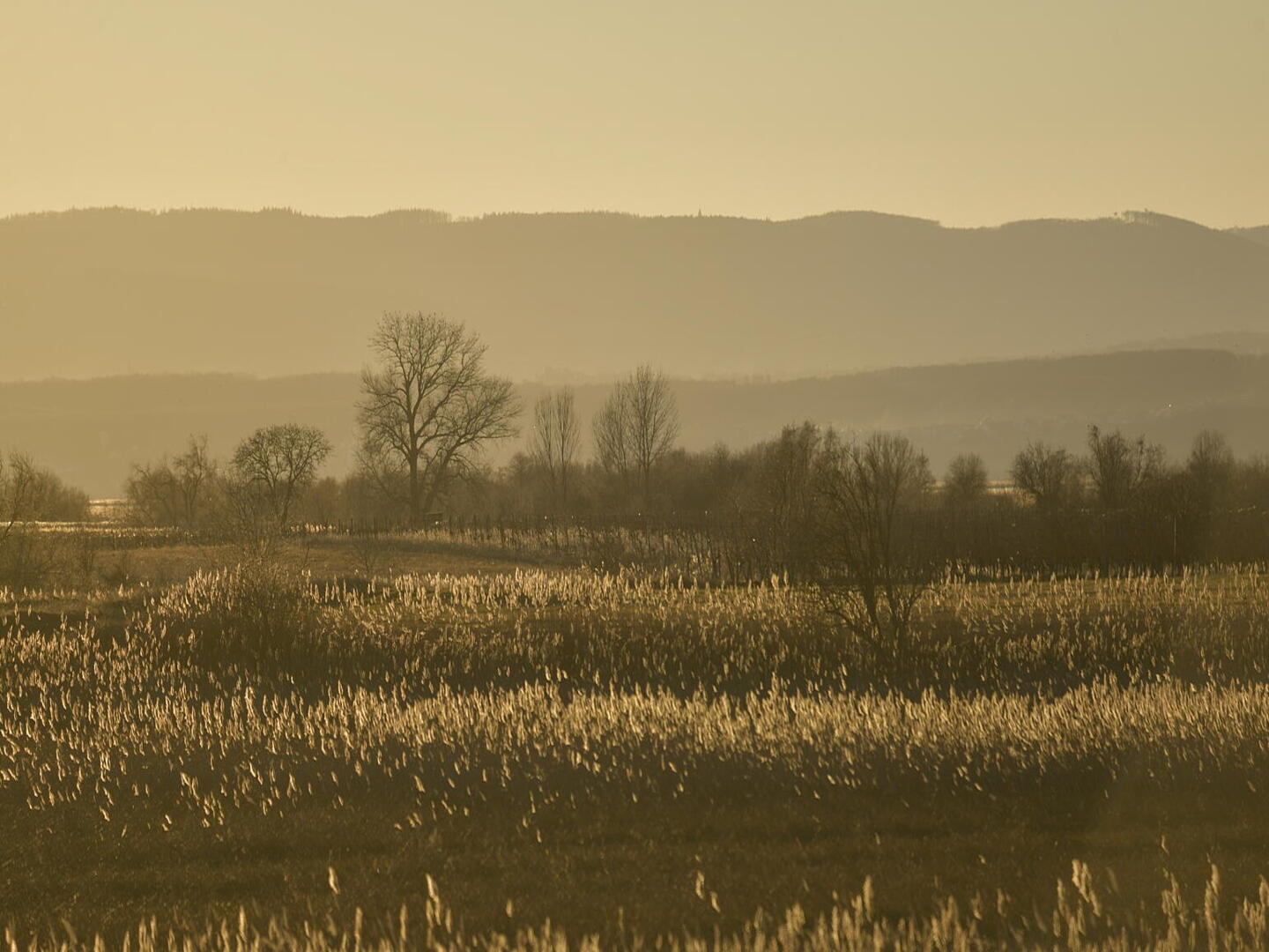 Weite Schilflandschaft mit sanften Hügeln im Hintergrund