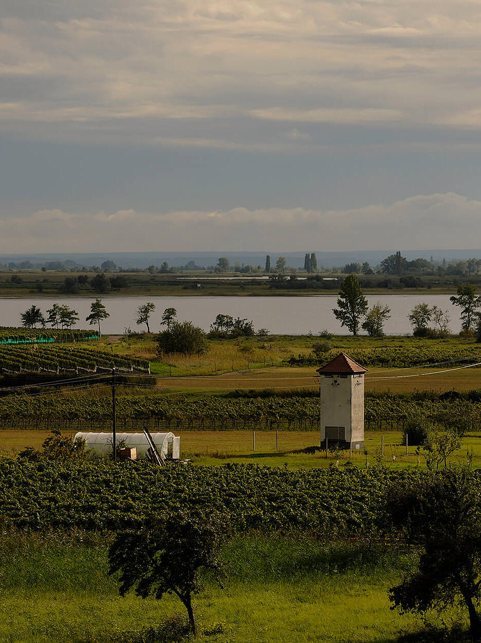 Weite Kulturlandschaft mit Feldern, Weingärten und Blick zum Neusiedler See.