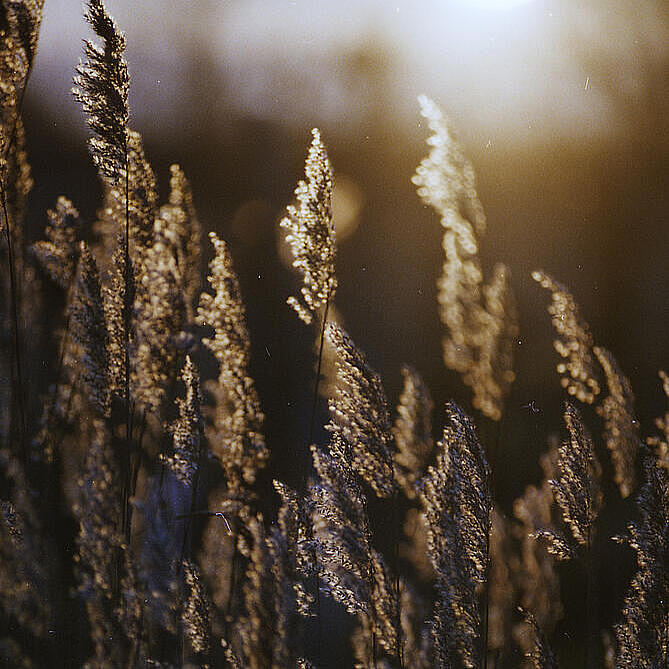 Goldbraune Gräser stehen im warmen Abendlicht