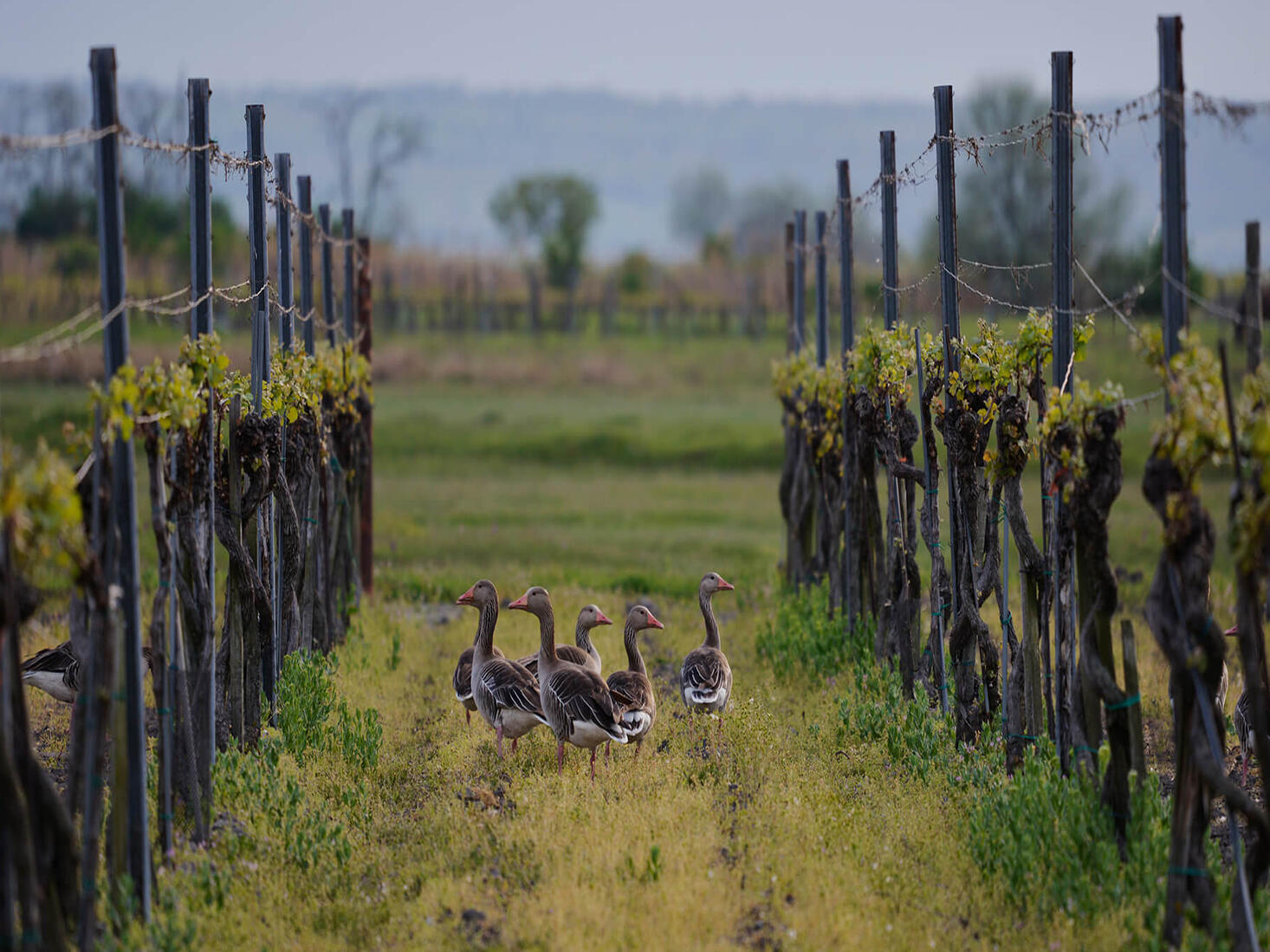 Gänsefamilie mit Küken zwischen Rebzeilen in einer Weinlandschaft.