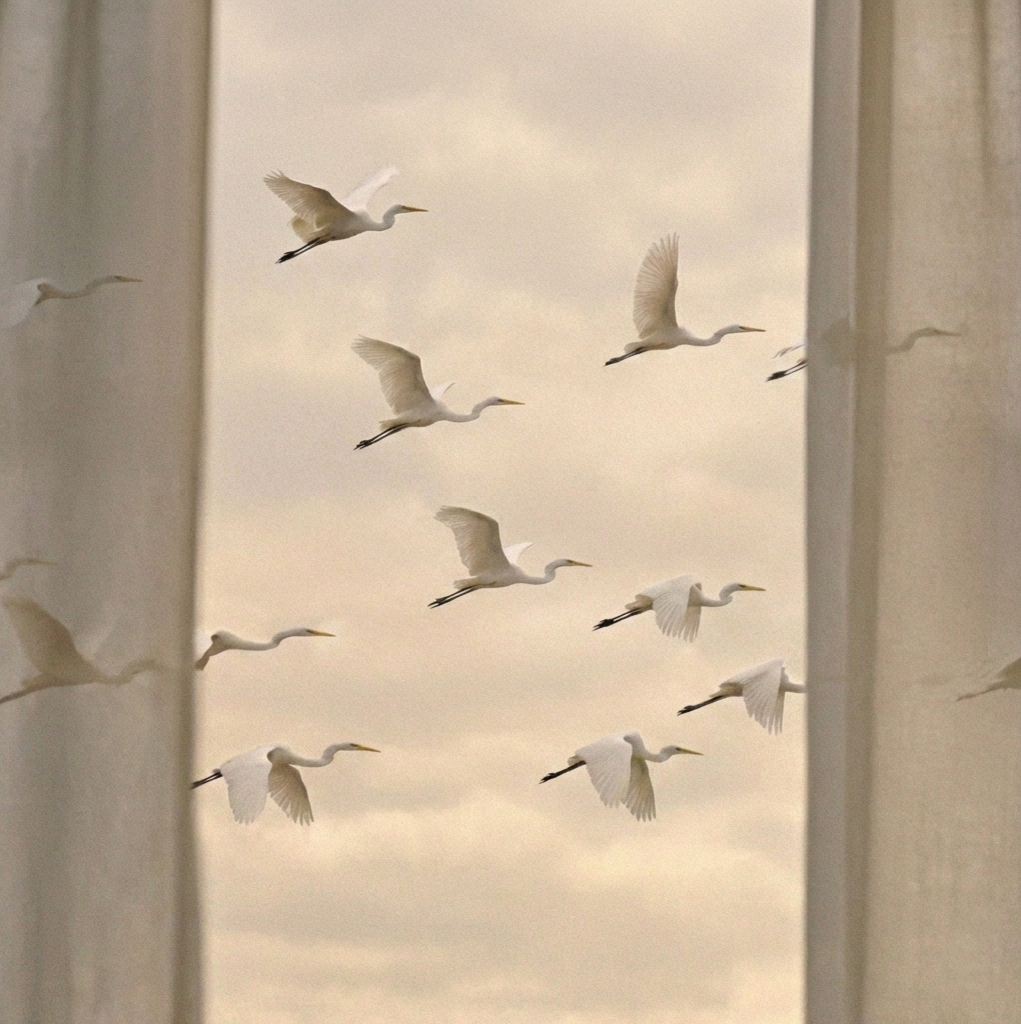 Eine Gruppe von Silberreihern fliegt zwischen hellen Säulen vor einem ruhigen Himmel.
