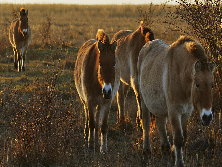 Rinder stehen im goldenen Abendlicht auf einer offenen Weide