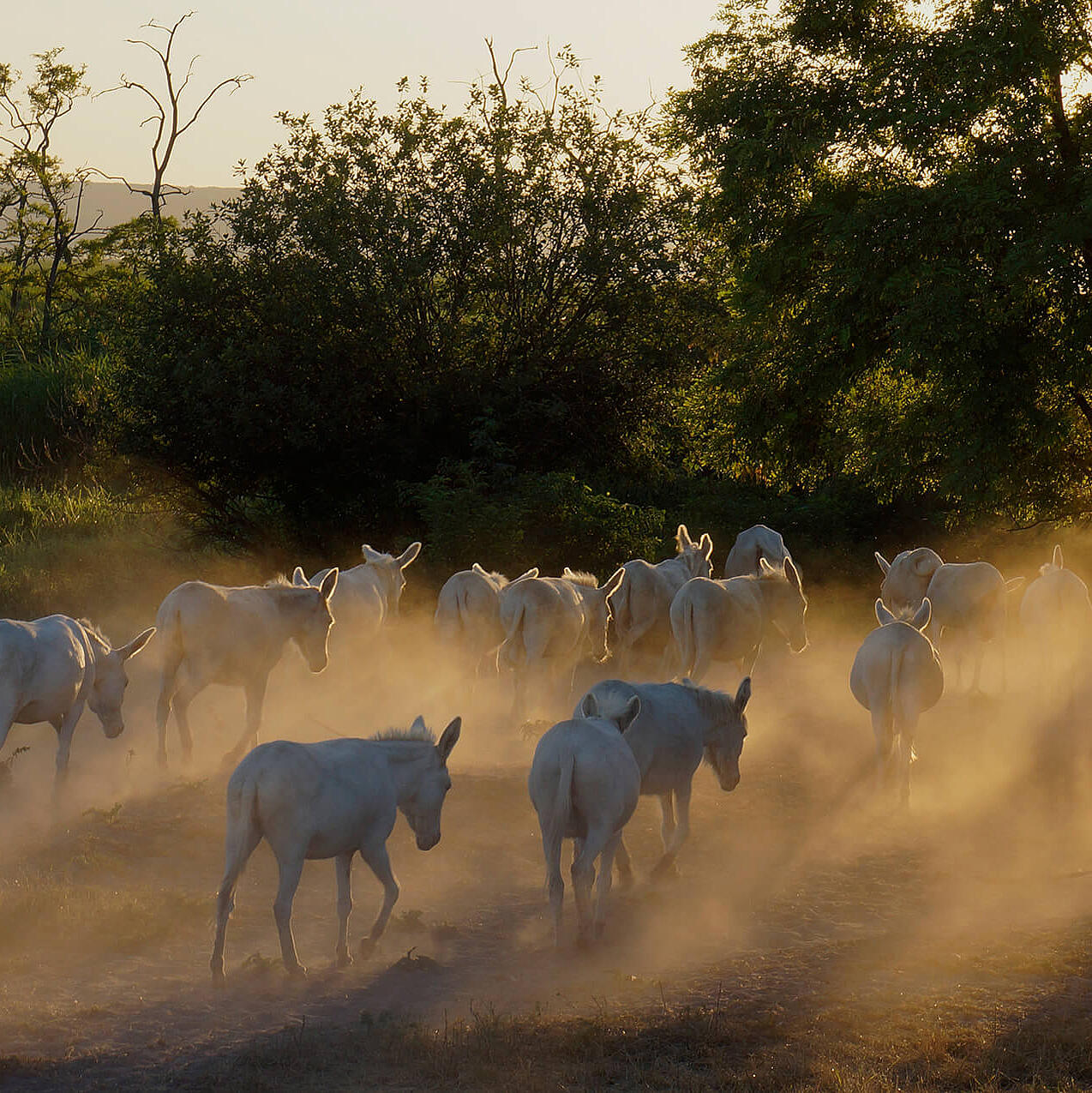 Graurinder ziehen durch staubiges Gras im warmen Abendlicht